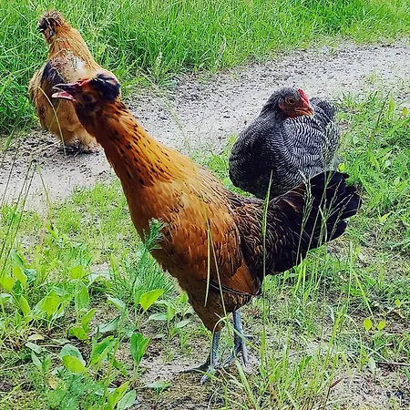 Seaview & Gasthof 4*