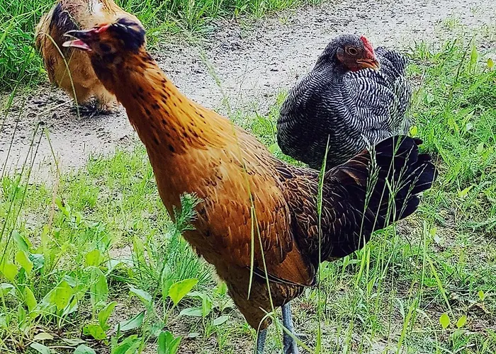 Seaview & Guesthouset 4*